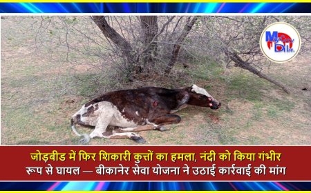 जोड़बीड में फिर शिकारी कुत्तों का हमला, नंदी को किया गंभीर रूप से घायल — बीकानेर सेवा योजना ने उठाई कार्रवाई की मांग